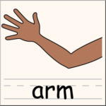 arm