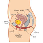 Pelvic Floor